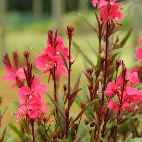 Gaura coloris rose. Le pot de 2 litres