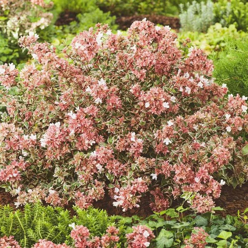 Abélia à grandes fleurs Magic Daydream. Le pot de 4 litres