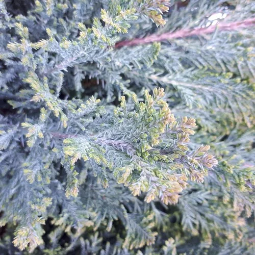 Chamaecyparis Lawsoniana Ellwoodii 40 ? 60 en pot de 4 L bleu