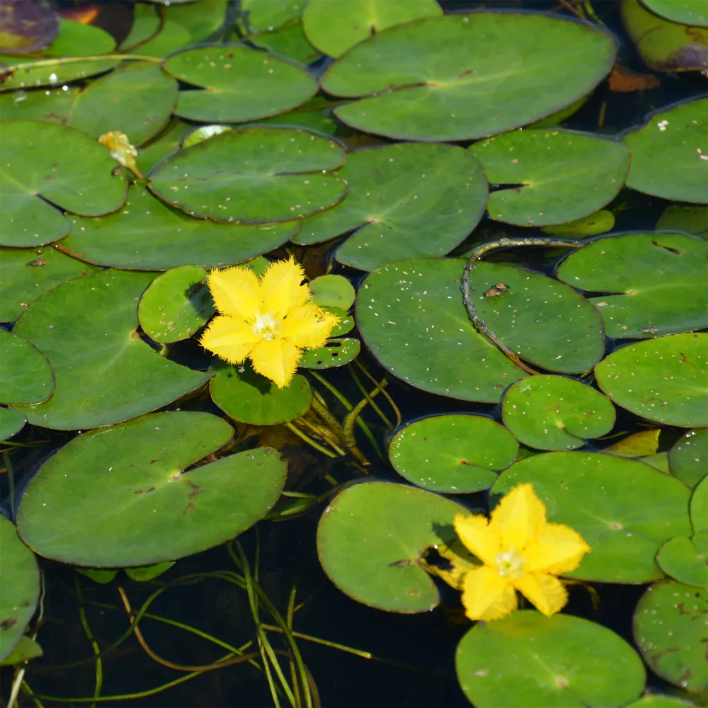 Limnanthème Faux nénuphar Nymphoides peltata
