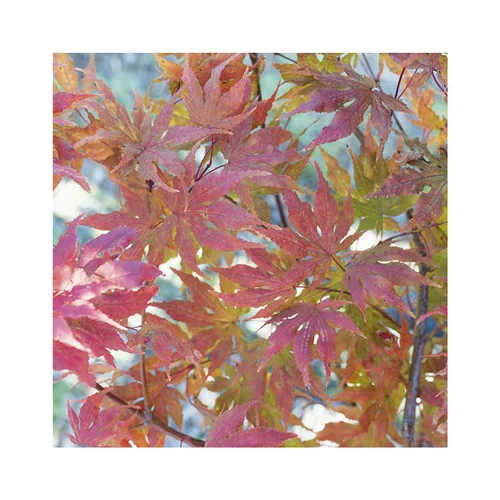 Erable du Japon (ACER PALMATUM RETICULATUM RED ) Le pot de 50 litres