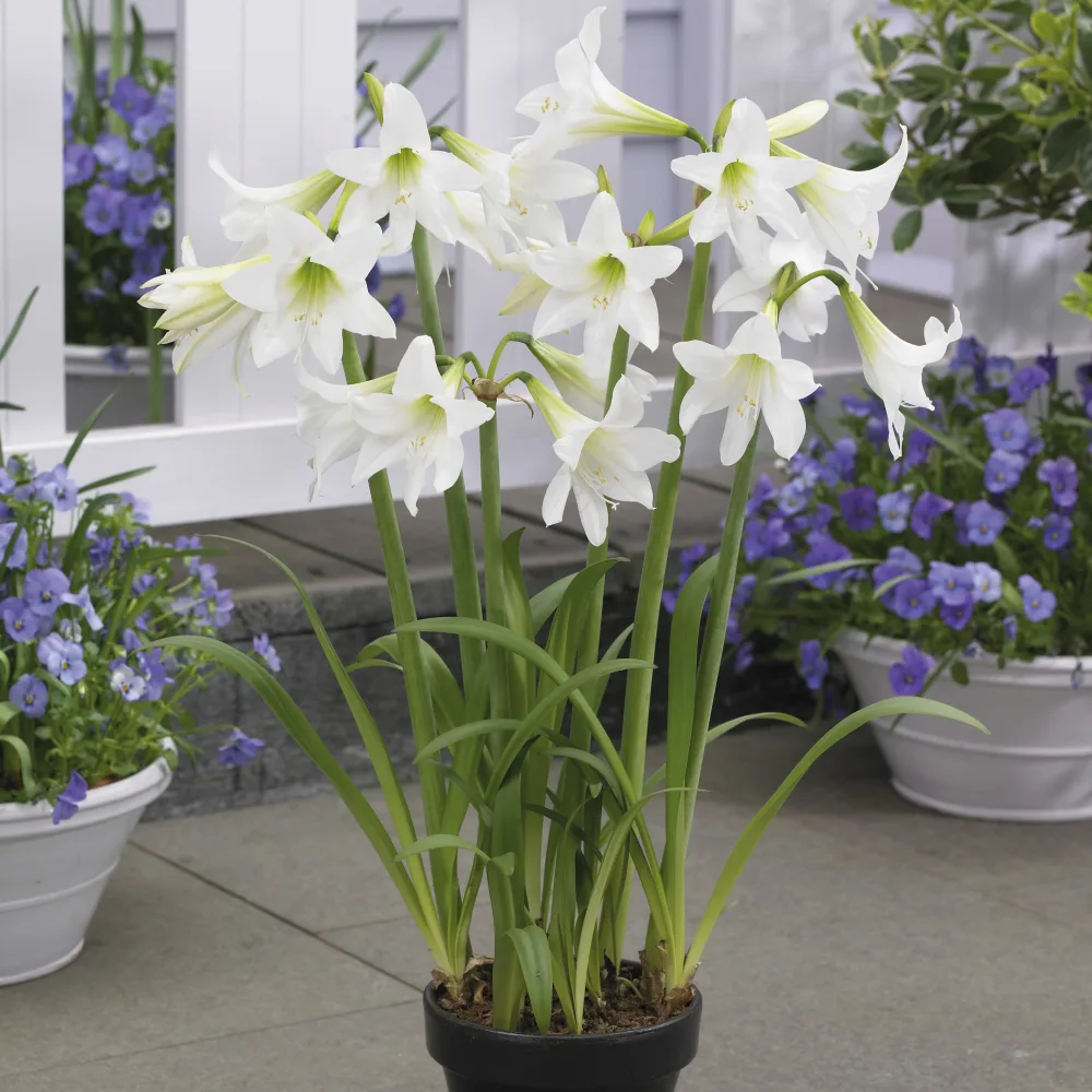 3 Amaryllis de jardin Sonatini blanc Amaryllis sonatini white