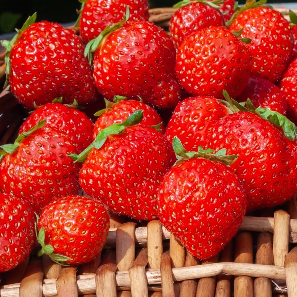 Fraisiers remontants Mara des Bois Fragaria vesca mara des bois