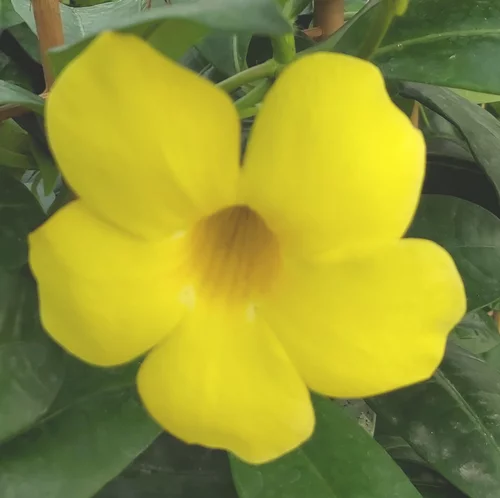 Allamanda Catharticap. Le pot de 20 cm