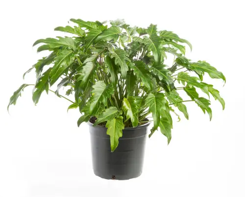 Philodendron Xanadu vert. Le pot Ø 19 cm