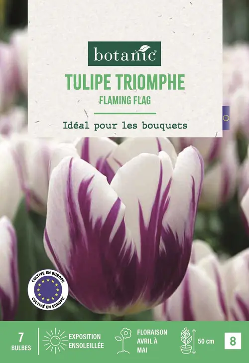Bulbes de fleurs Tulipe triomphe Flaming Flag blanc et violet botanic® - 7 bulbes
