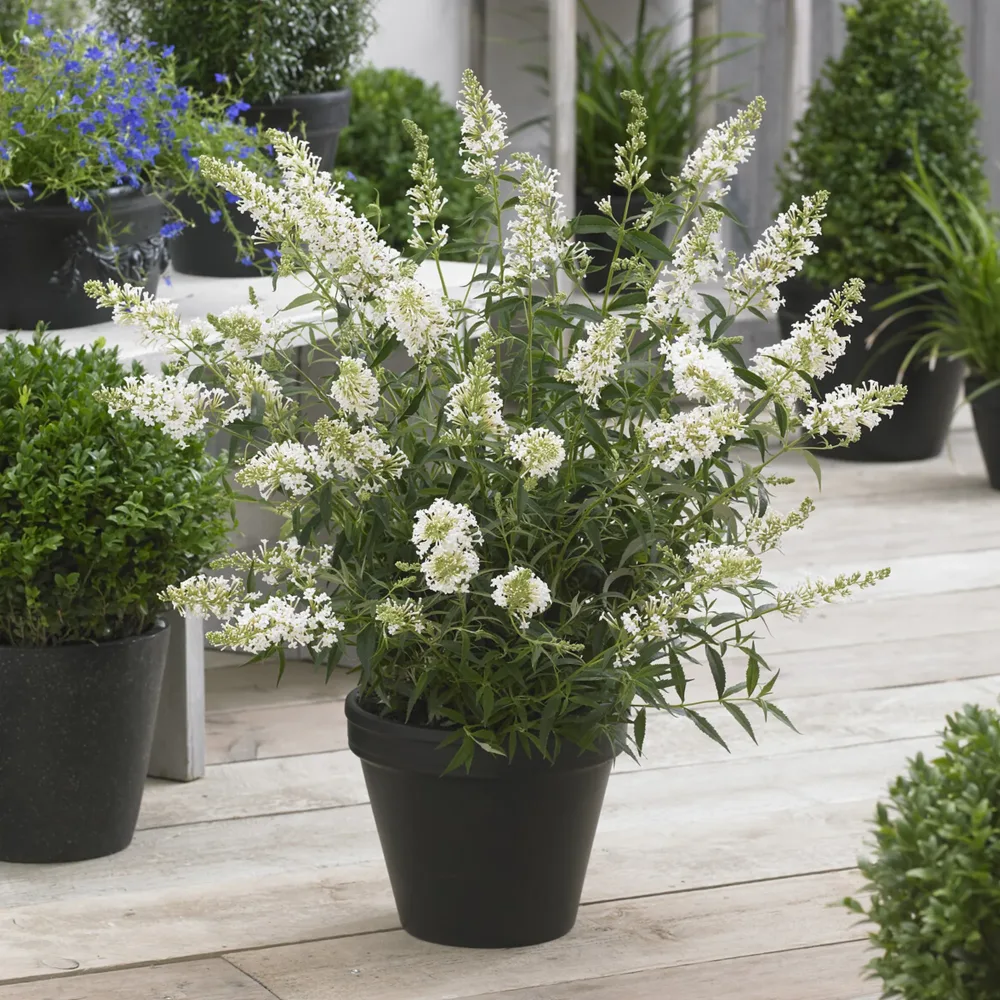 Arbre à papillons nain Free Petite© Snow White Buddleja davidii Free Petite® Snow White
