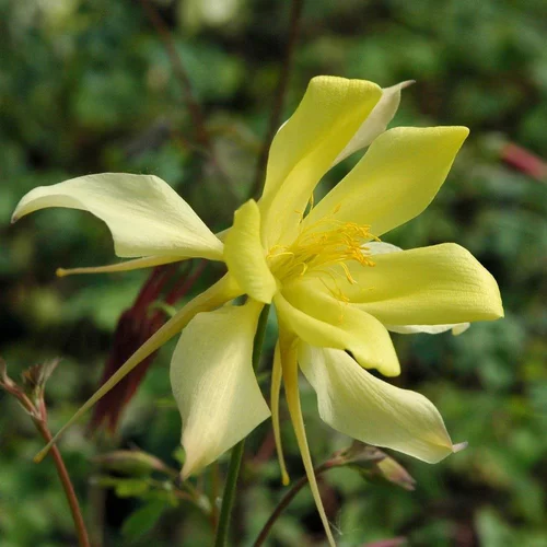 Aquilegia Caerulea Yellow. Le pot de 4 litres