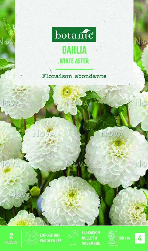 Bulbes de fleurs Dahlia Pompon White aster botanic® - 2 bulbes