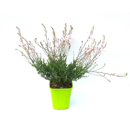 Gaura Lindheimeri Snow Fountain - Le pot de 4 litres