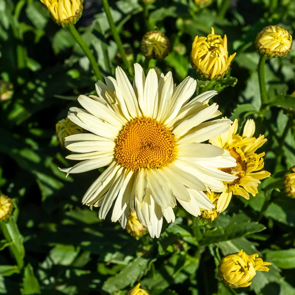 2 Marguerites d'été Banana Cream Leucanthemum superbum banana cream
