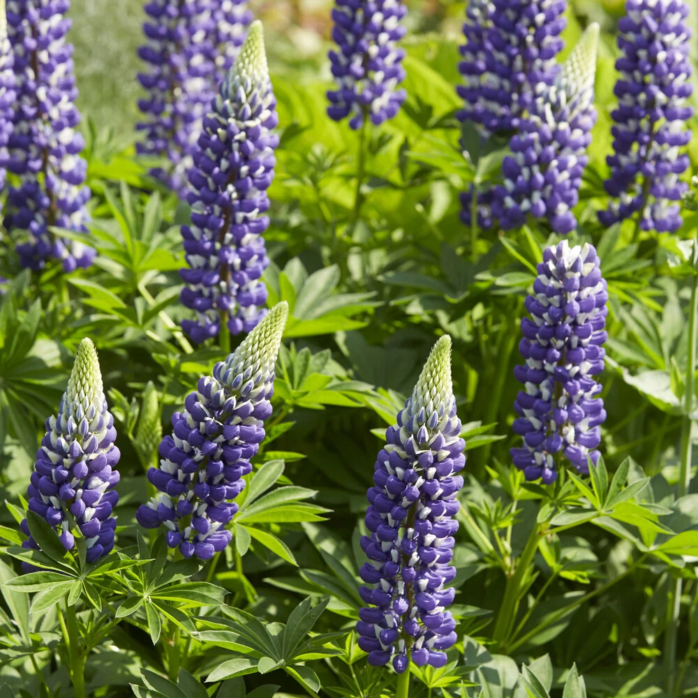 Lupin Le Gouverneur Lupinus The Governor