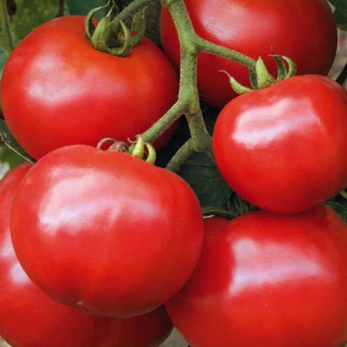 Tomate Ronde Estiva bio. Le pot de 9 x 9 cm