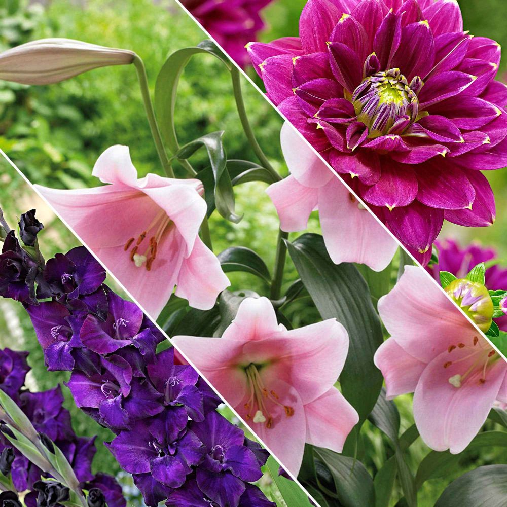 30 bulbes de fleurs Hello Summer en mélange Dahlia, lilium, gladiolus, liatris