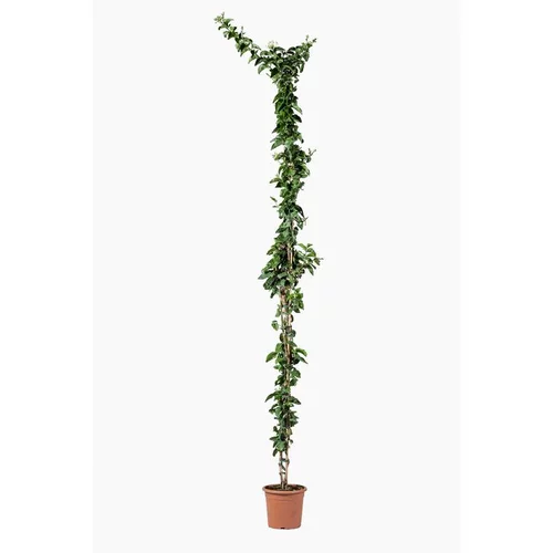 JASMIN SAMBAC. Le pot de 7 litres