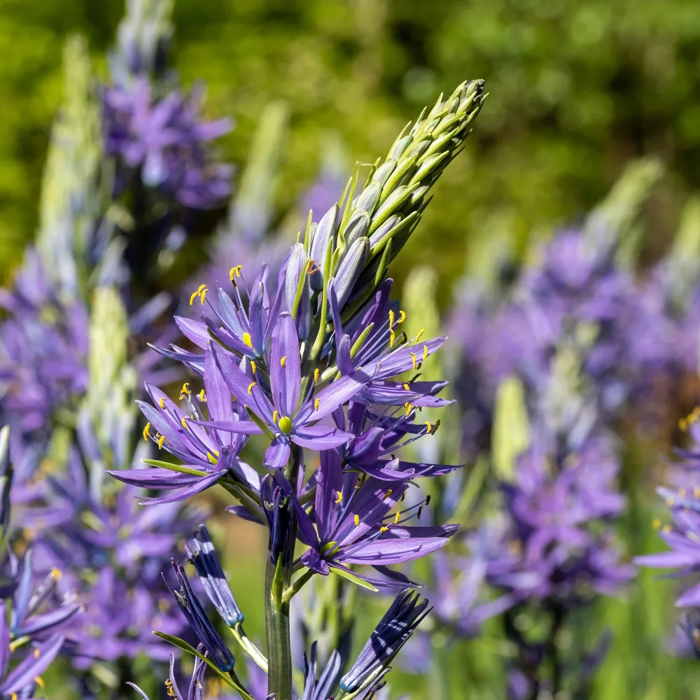 5 Camassias bleus Camassia leichtlinii caerulea
