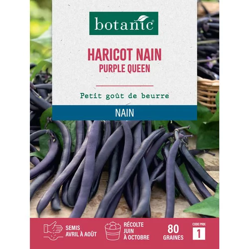 Graines d'haricot nain purple queen botanic® - graines nain semer