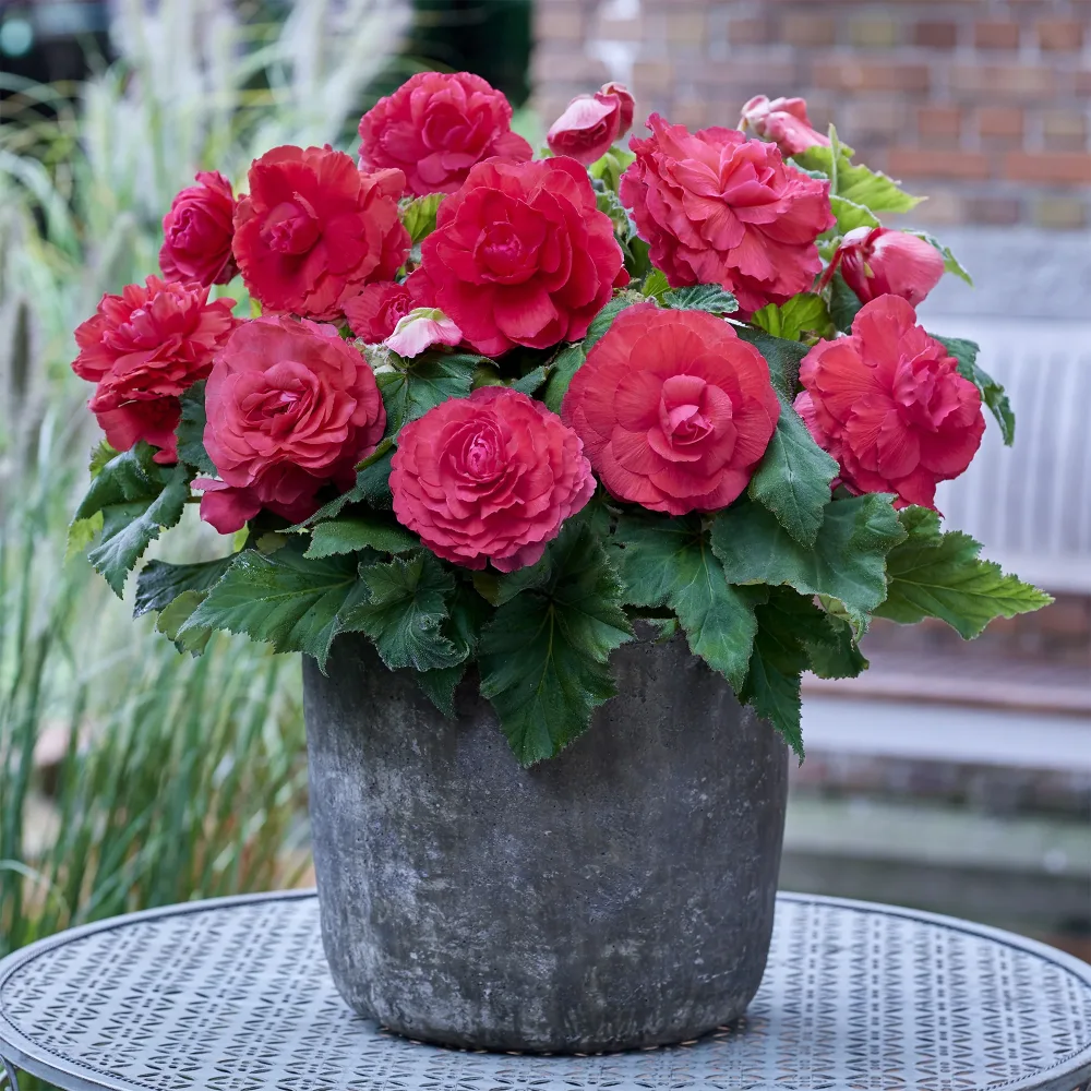5 Bégonias doubles roses Begonia superba Pink