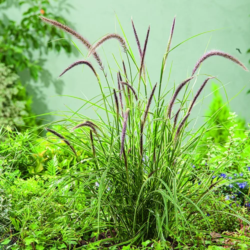 Pennisetum advena Skyrocket vert botanic®. Le pot de 2 litres