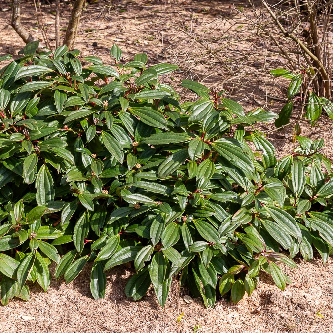 Viorne de David Viburnum davidii
