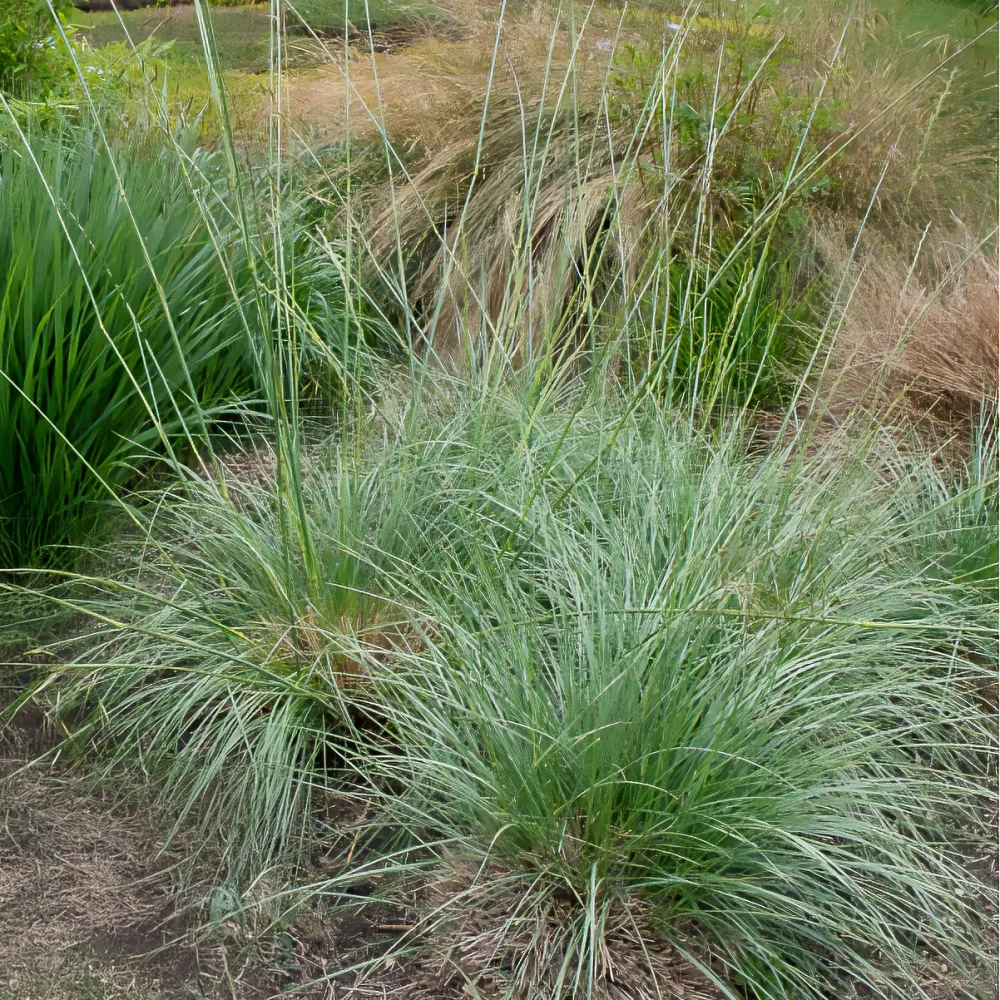 Fétuque mairei Festuca mairei
