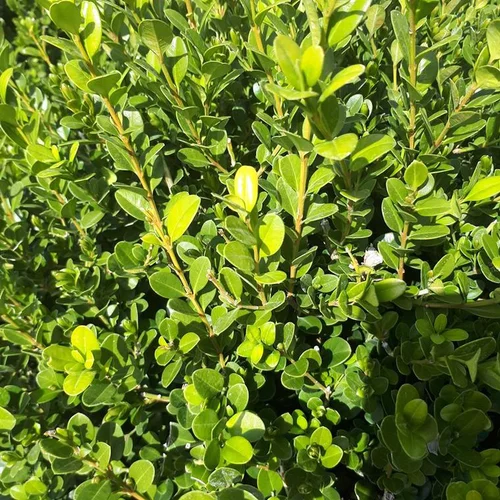 Buxus Microphylla Faulkner ou Buis boule 25/30 cm en pot 10 L