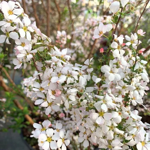 Spirée Thunbergii Fujino Pink 80/100. Le pot de 10 litres