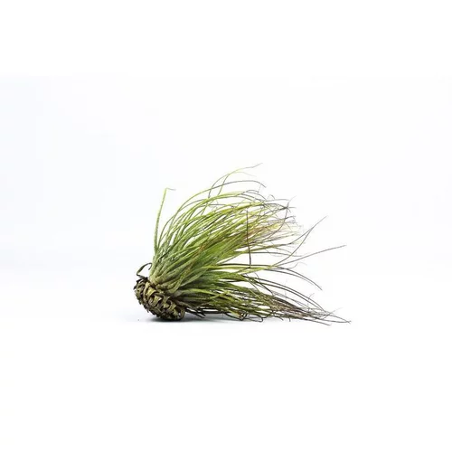 Tillandsia magnusiana vert 10 cm