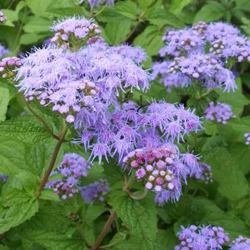 Eupatoire à fleurs d'ageratum Conoclinium coelestinum