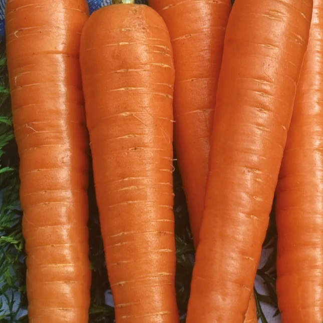 Carotte Resistafly F1 Daucus carota resistafly f1