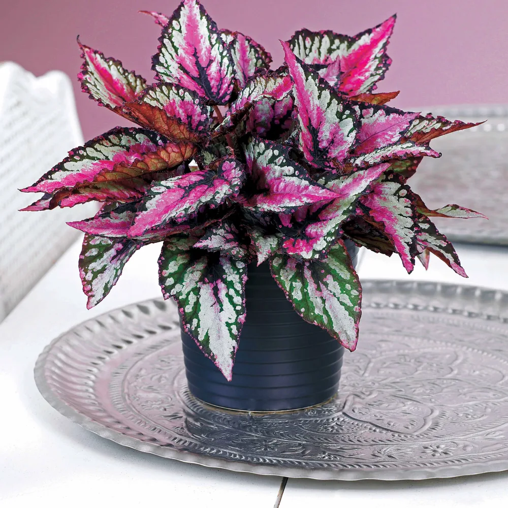 Bégonia royal Begonia rex