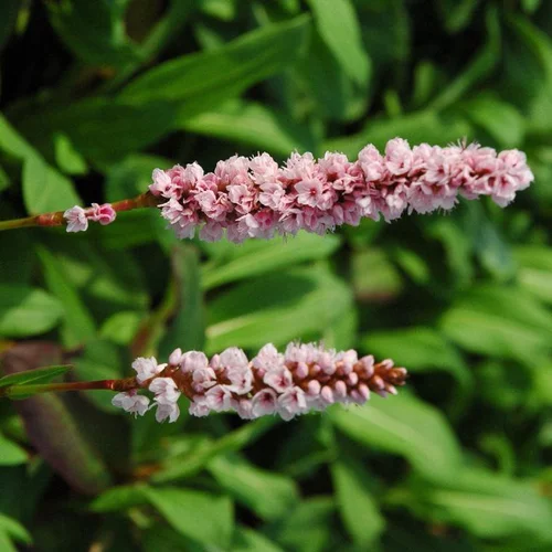 Persicaria Amplexicaule - Le pot de 2 litres