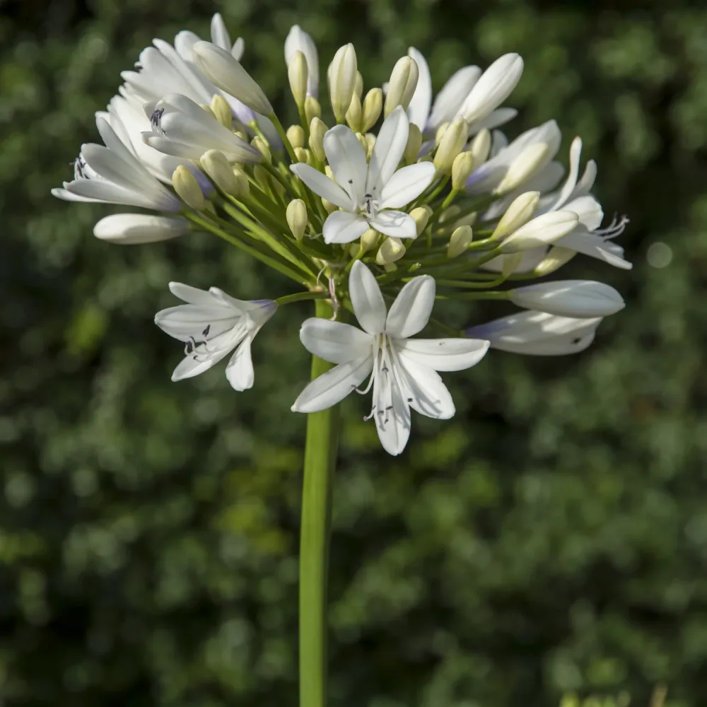 Agapanthe Enigma Agapanthus Enigma