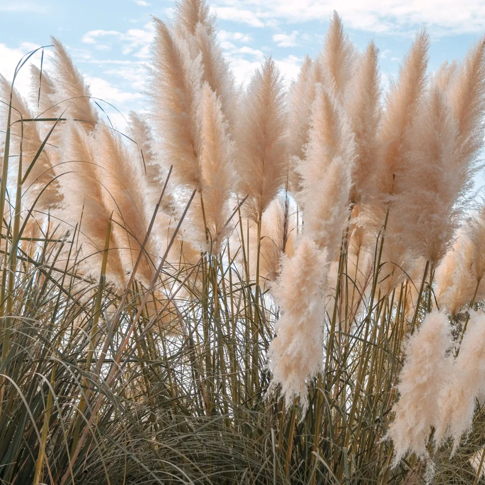 Herbe de la pampa rose Cortaderia selloana rendatleri