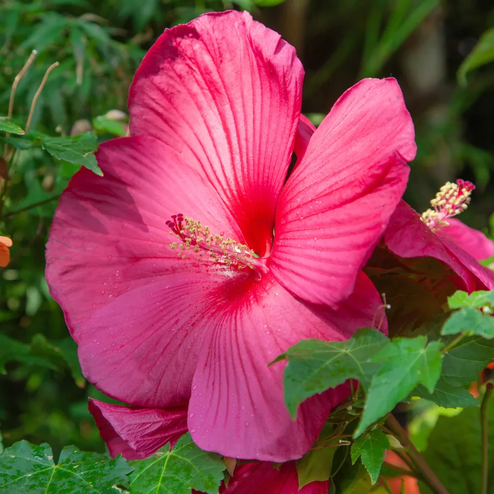 Hibiscus des marais Hibiscus moscheutos