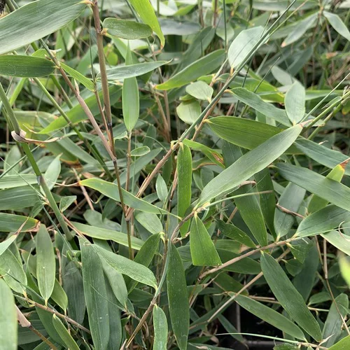 Bambou Fargesia Robusta Pingwu vert. Le pot de 10 litres, 100/120 cm