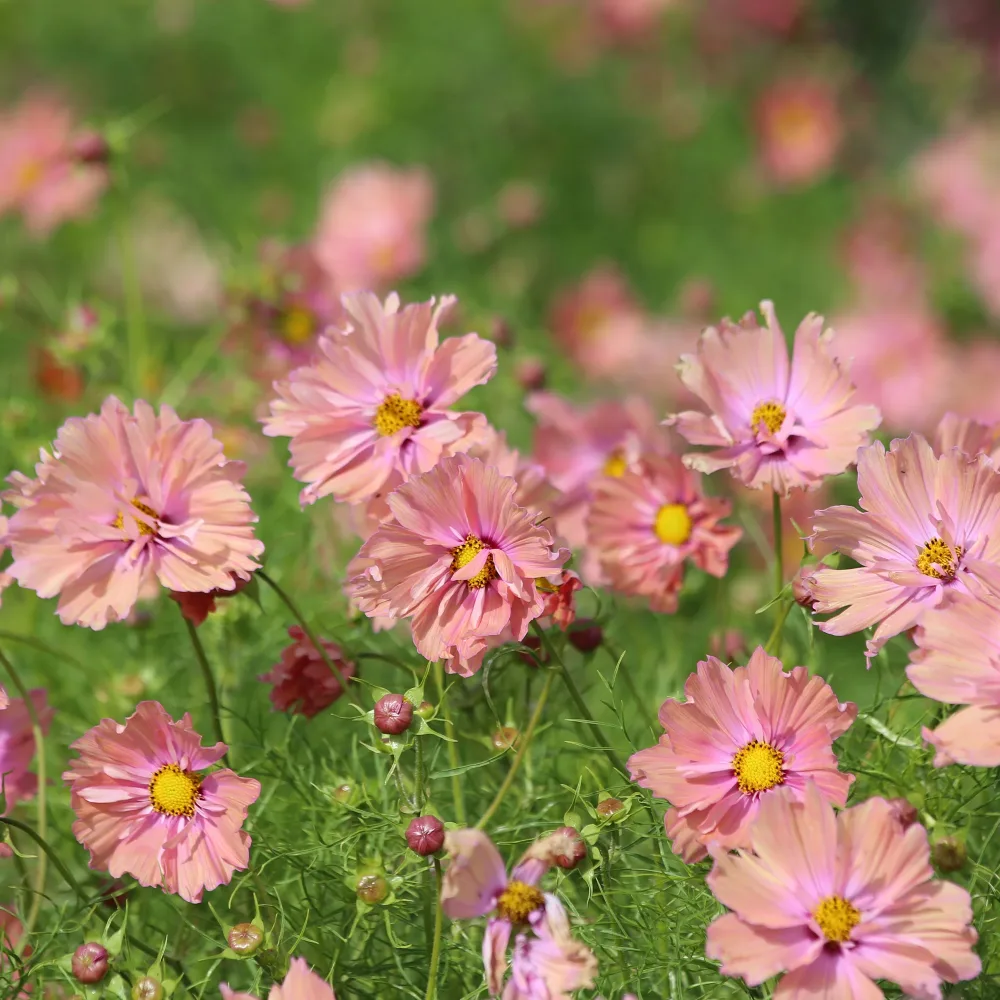 Cosmos Apricotta Cosmos Apricotta
