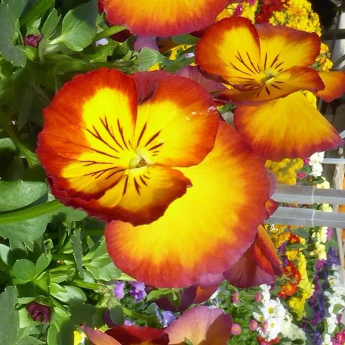 Pensée - La jardinière de 30 cm