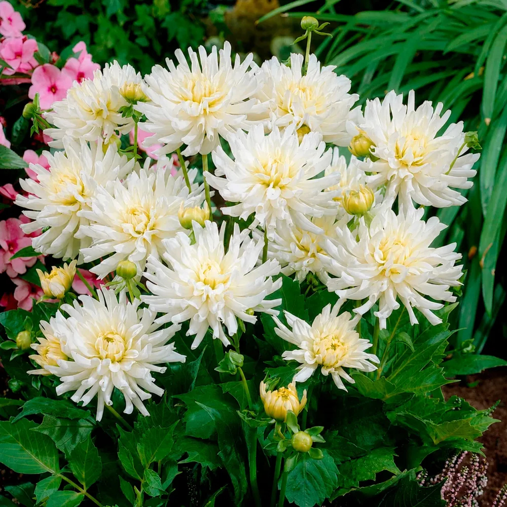 3 Dahlias cactus nain White Happiness Dahlia White Happiness