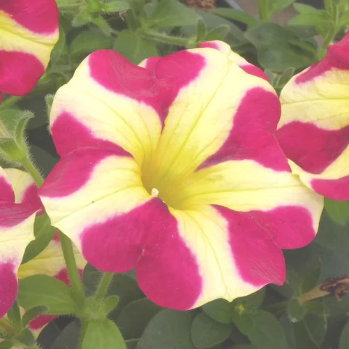Pétunia Amore - Le pot de 4,5 litres