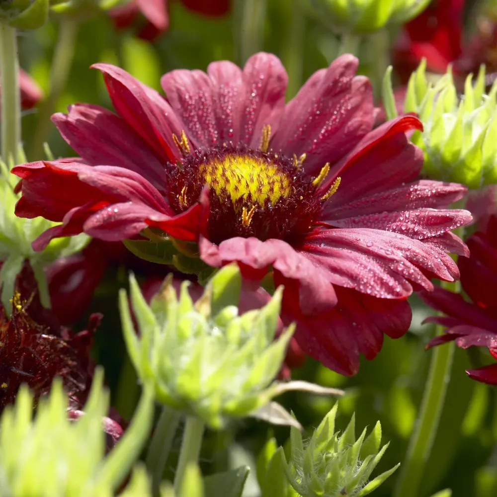 Gaillarde Bourgogne Gaillardia Burgunder