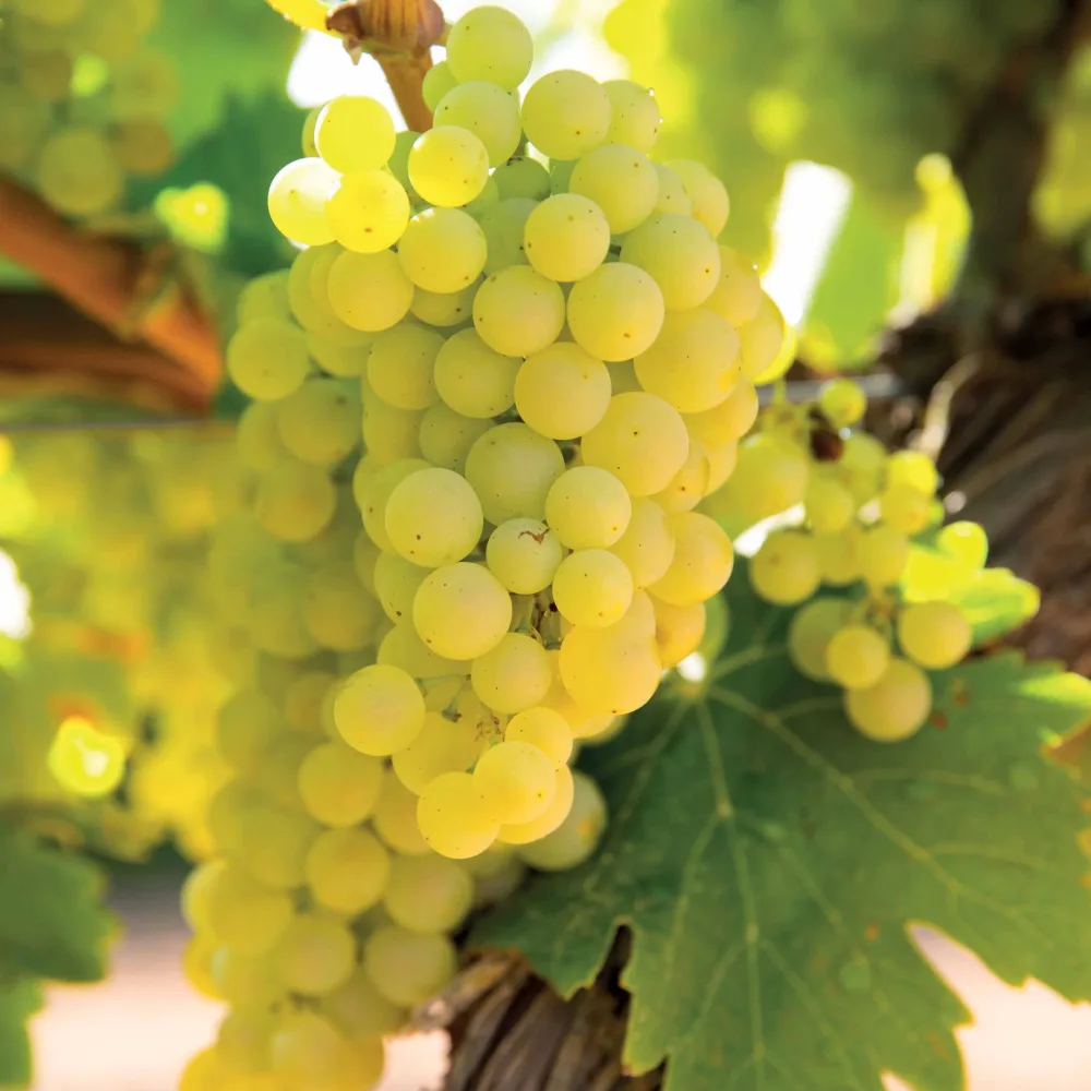Vigne Vroege Van Der Laan Vitis vroege van der laan