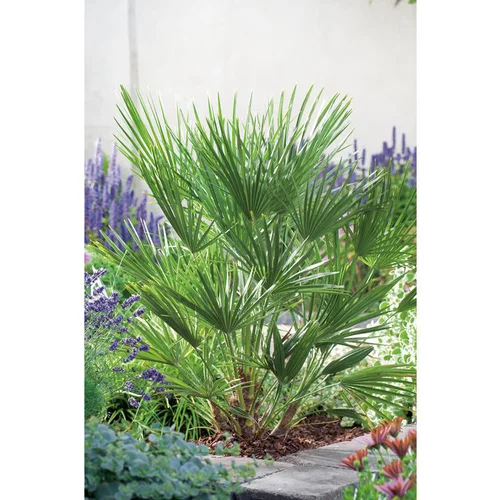 Palmier - pot 7 L