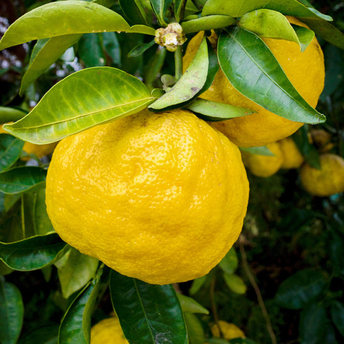 CITRONNIER YUZU (CITRUS JUNOS) - POT DE 5L - 1/4 TIGE