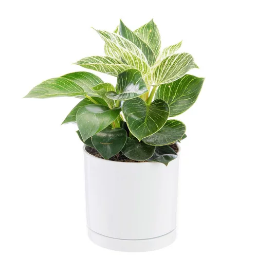 Philodendron White measure vert en pot blanc émaillé botanic®. Le pot Ø 15 cm
