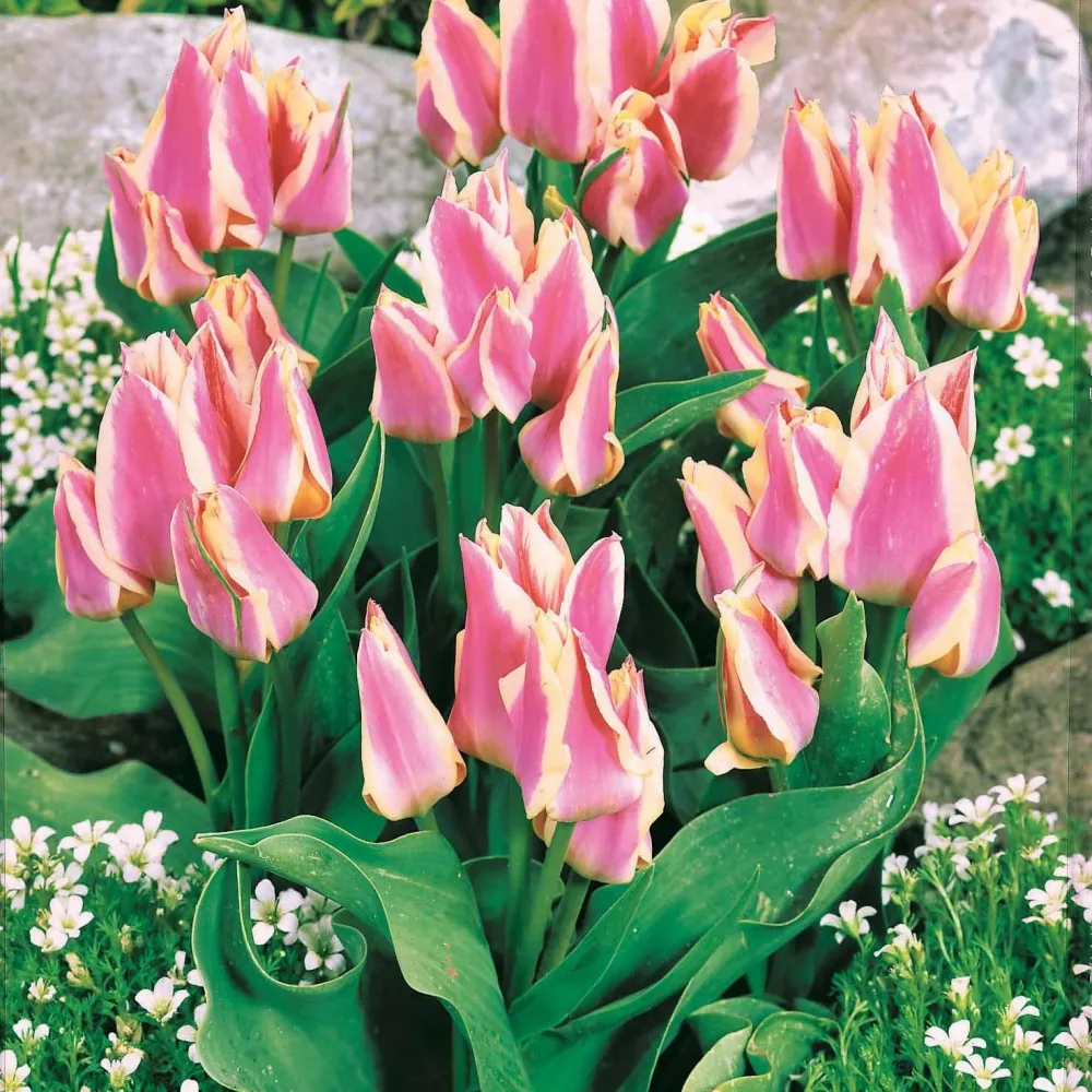 10 Tulipes Quebec Tulipa greigii quebec