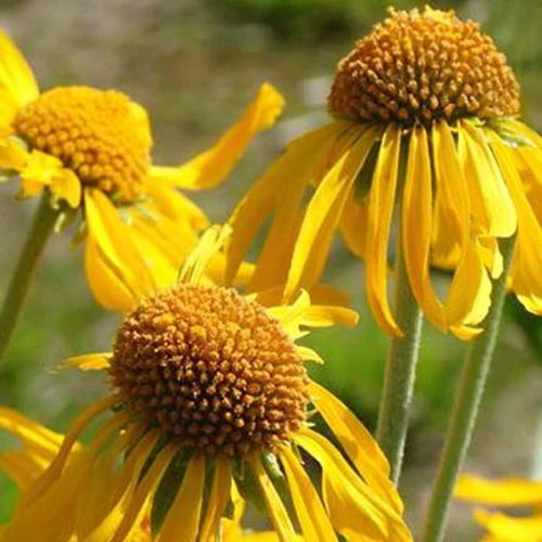 Hélénie de Hoopes Helenium hoopesii