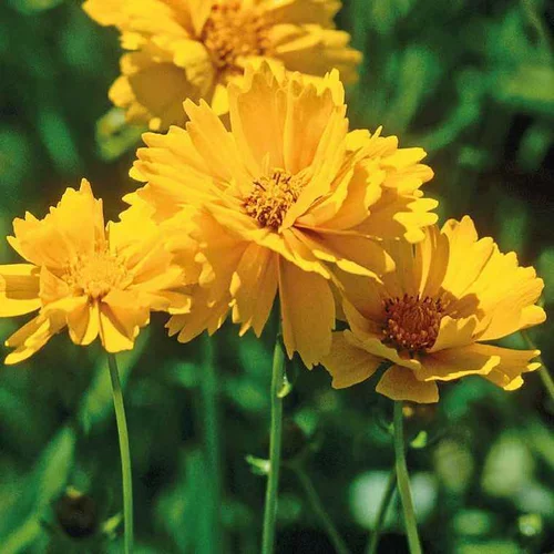 Coreopsis Haut Fleur double - Le pot de 9 x 9 cm