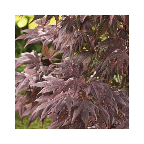 Erable du Japon (ACER PALMATUM ATROPURPUREUM ) Le pot de 7 litres