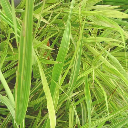 Hakonechloa Mince vert botanic®. Le pot de 1 litre
